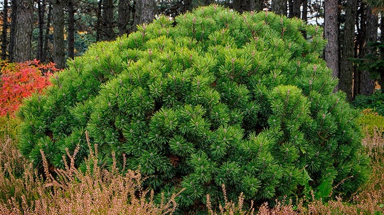 Pflege Von Geholzen Gartengeheimnis At