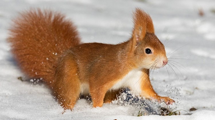 Eichhornchen Im Winter Futtern Gartengeheimnis At