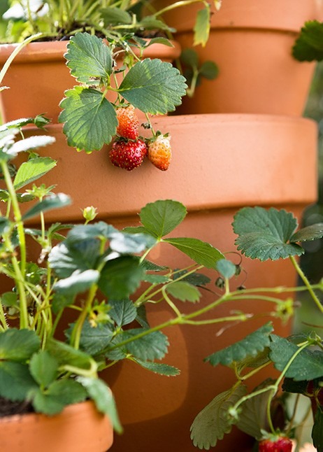 Erdbeer Vielfalt Gartengeheimnis At